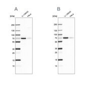 Anti-STAM2 antibody produced in rabbit Prestige Antibodies&#174; Powered by Atlas Antibodies, affinity isolated antibody, buffered aqueous glycerol solution