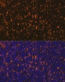 Anti-CCR7 antibody produced in rabbit
