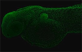 Anti-PCNA antibody produced in rabbit affinity isolated antibody, buffered aqueous solution