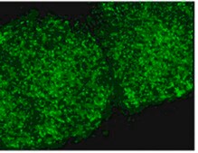 Anti-TRA-1-60 Antibody, clone TRA-1-60, FITC conjugate clone TRA-1-60, from mouse, FITC conjugate