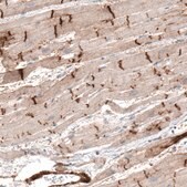Anti-MFGE8 antibody produced in rabbit Prestige Antibodies&#174; Powered by Atlas Antibodies, affinity isolated antibody, buffered aqueous glycerol solution