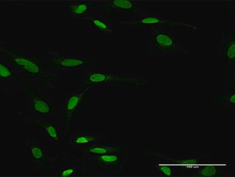 Anti-ZNF71 antibody produced in rabbit purified immunoglobulin, buffered aqueous solution