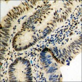 Anti-phospho-MSK2 (pThr568) antibody produced in rabbit affinity isolated antibody