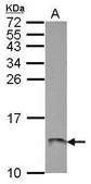 Anti-ATP5L antibody produced in rabbit affinity isolated antibody, buffered aqueous solution