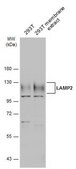 Anti-LAMP2 antibody produced in rabbit