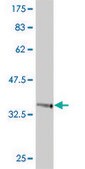 Monoclonal Anti-POLR1B antibody produced in mouse clone 4H6, purified immunoglobulin, buffered aqueous solution
