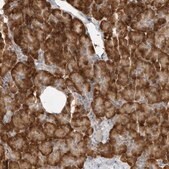 Anti-C8orf48 antibody produced in rabbit Prestige Antibodies&#174; Powered by Atlas Antibodies, affinity isolated antibody, buffered aqueous glycerol solution, ab3