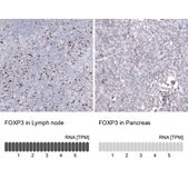 Monoclonal Anti-FOXP3 antibody produced in mouse Prestige Antibodies® Powered by Atlas Antibodies, clone CL15542, purified antibody (Protein A)