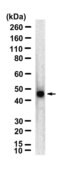 Anti-c-Maf Antibody, clone 2D16 ZooMAb® Rabbit Monoclonal recombinant, expressed in HEK 293 cells