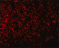 Anti-PIG-Y (ab2) antibody produced in rabbit affinity isolated antibody, buffered aqueous solution