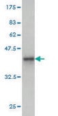 Monoclonal Anti-CNO antibody produced in mouse clone 6C3, purified immunoglobulin, buffered aqueous solution