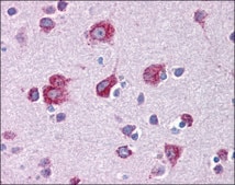 Anti-MFSD2A antibody produced in rabbit affinity isolated antibody