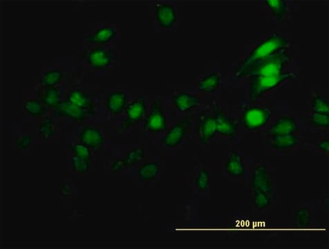 Monoclonal Anti-ZNF496 antibody produced in mouse clone 4B1, purified immunoglobulin, buffered aqueous solution