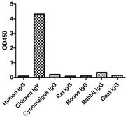 Goat Anti-Chicken IgY Biotin Alpaca Heavy chain only Antibody recombinant Alpaca(VHH) Nano antibody