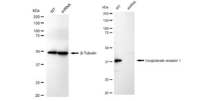 KD-Validated Anti Oxoglutarate receptor 1 Antibody, clone 23GB4575, Rabbit Monoclonal clone 23GB4575, recombinant rabbit monoclonal, expressed in HEK293 cells