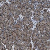 Anti-FAM3B antibody produced in rabbit Prestige Antibodies&#174; Powered by Atlas Antibodies, affinity isolated antibody, buffered aqueous glycerol solution