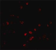 Anti-PARC antibody produced in rabbit affinity isolated antibody, buffered aqueous solution