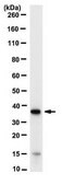 Anti-PQBP1 Antibody, clone 7A1.1 clone 7A1.1, from mouse