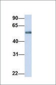 Anti-FDXR antibody produced in rabbit affinity isolated antibody