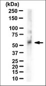 Anti-EphB2 Antibody, clone 2D12C6 ascites fluid, clone 2D12C6, from mouse