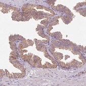 Anti-SQRDL antibody produced in rabbit Prestige Antibodies&#174; Powered by Atlas Antibodies, affinity isolated antibody, buffered aqueous glycerol solution