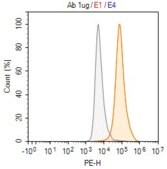 Anti-LYVE1 Antibody, clone 2F9 ZooMAb® Rabbit Monoclonal recombinant, expressed in HEK 293 cells