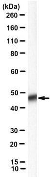 Anti-Foldon domain of Fibritin Antibody, clone MF4