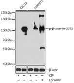 Anti-Phospho-beta Catenin-S552 antibody produced in rabbit