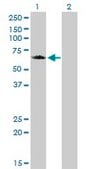 Monoclonal Anti-GGA1 antibody produced in mouse clone 1G8, purified immunoglobulin, buffered aqueous solution