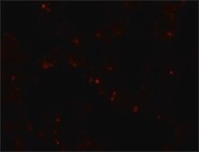 Anti-SIK2 antibody produced in rabbit affinity isolated antibody