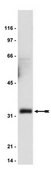 Cell Cycle-G2/M Phase Pathway Explorer Antibody Minipack Upstate®