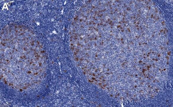 Anti-Aurora A Antibody, clone 1B17 ZooMAb&#174; Rabbit Monoclonal recombinant, expressed in HEK 293 cells