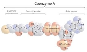 辅酶 A 钠盐 水合物 cofactor for acyl transfer