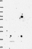 Anti-GPHA2 antibody produced in rabbit Prestige Antibodies&#174; Powered by Atlas Antibodies, affinity isolated antibody, buffered aqueous glycerol solution