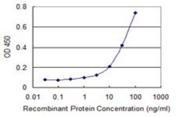 Monoclonal Anti-C6ORF199, (C-terminal) antibody produced in mouse clone 1H8, purified immunoglobulin, buffered aqueous solution