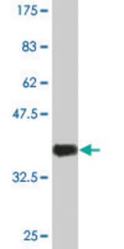 Monoclonal Anti-SHC3 antibody produced in mouse clone 1C11, purified immunoglobulin, buffered aqueous solution