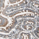 Anti-BNIP1 antibody produced in rabbit Prestige Antibodies&#174; Powered by Atlas Antibodies, affinity isolated antibody, buffered aqueous glycerol solution