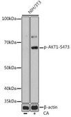 Anti-Phospho-AKT1-S473 antibody produced in rabbit