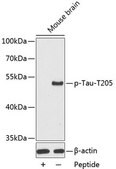 Anti-Phospho-Tau-T205 antibody produced in rabbit
