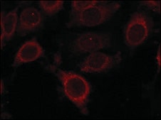 Anti-phospho-FRAP1 (pSer2448) antibody produced in rabbit affinity isolated antibody