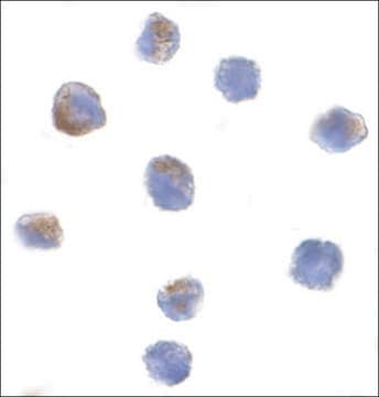 Anti-PARC antibody produced in rabbit affinity isolated antibody, buffered aqueous solution