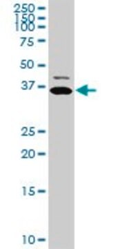 Monoclonal Anti-TNNT2, (N-terminal) antibody produced in mouse clone 3H4-F7, purified immunoglobulin, buffered aqueous solution