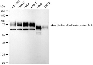 KD-Validated Anti LPP Antibody, clone 24GB05, Rabbit Monoclonal clone 24GB05, recombinant rabbit monoclonal, expressed in HEK293 cells