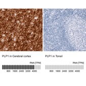 Monoclonal Anti-PLP1 antibody produced in mouse Prestige Antibodies® Powered by Atlas Antibodies, clone CL10622, purified antibody (Protein A)