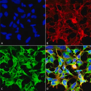 Monoclonal Anti-Sulfotyrosine-R-Phycoerythrin antibody produced in mouse clone 7C5