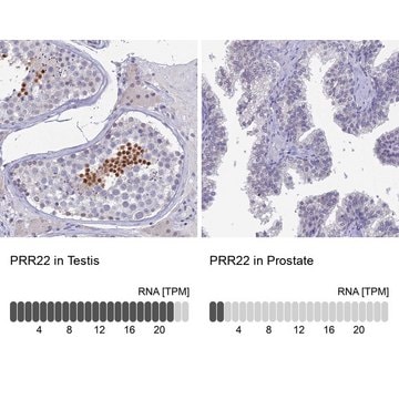 Anti-PRR22 antibody produced in rabbit Prestige Antibodies&#174; Powered by Atlas Antibodies, affinity isolated antibody, buffered aqueous glycerol solution