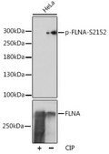 Anti-Phospho-FLNA-S2152 antibody produced in rabbit