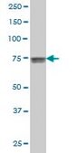 Monoclonal Anti-KCNQ4 antibody produced in mouse clone 2H6, purified immunoglobulin, buffered aqueous solution