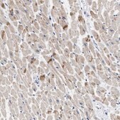Anti-XIRP1 antibody produced in rabbit Prestige Antibodies&#174; Powered by Atlas Antibodies, affinity isolated antibody, buffered aqueous glycerol solution, Ab1