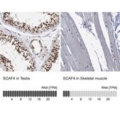Anti-SCAF4 antibody produced in rabbit Prestige Antibodies® Powered by Atlas Antibodies, affinity isolated antibody, buffered aqueous glycerol solution